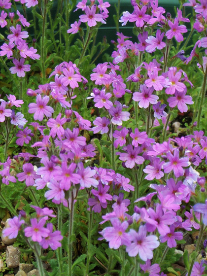 Alpine Balsam